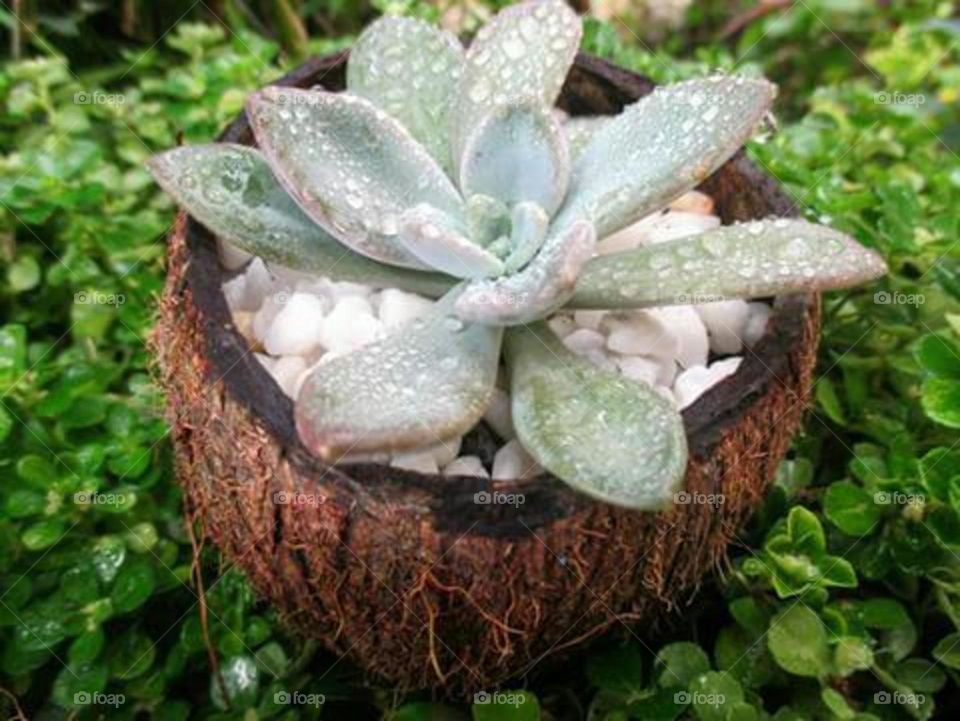 Succulent in coconut shell planter