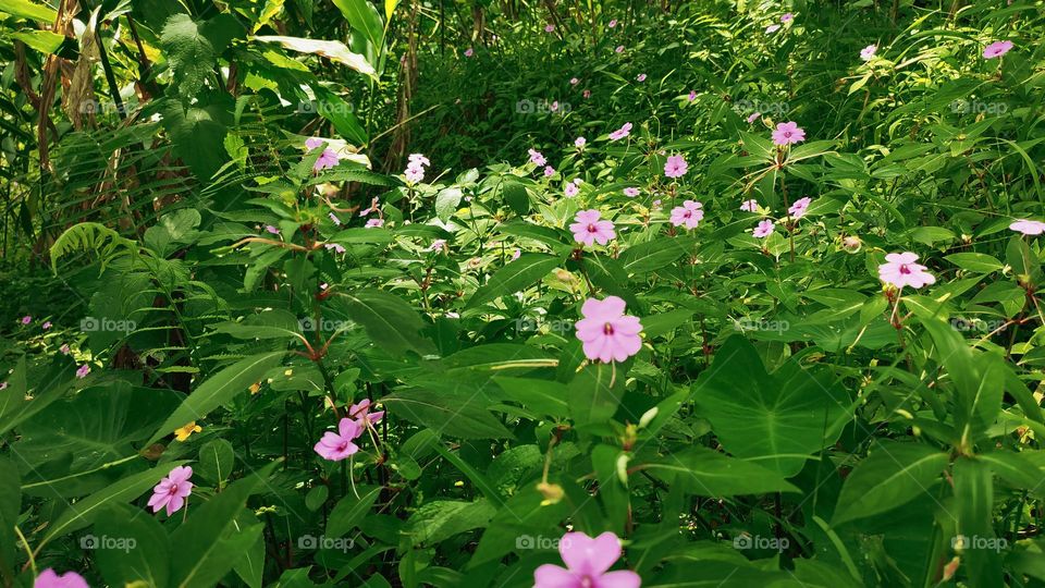 The little flowers are like stars