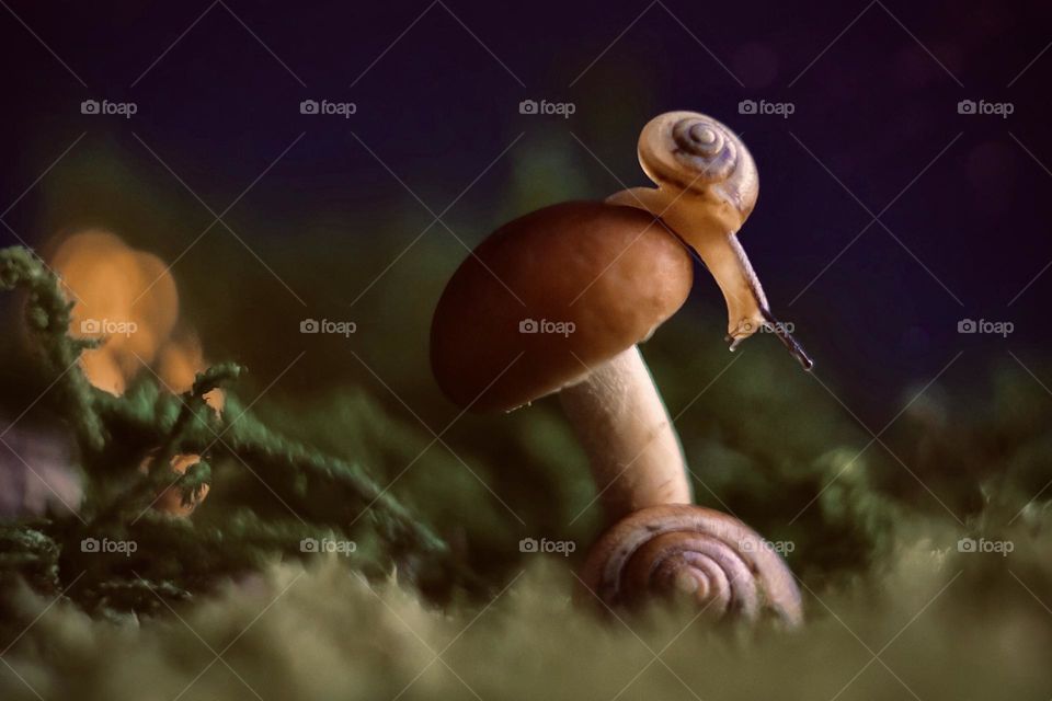 snail on a mushroom