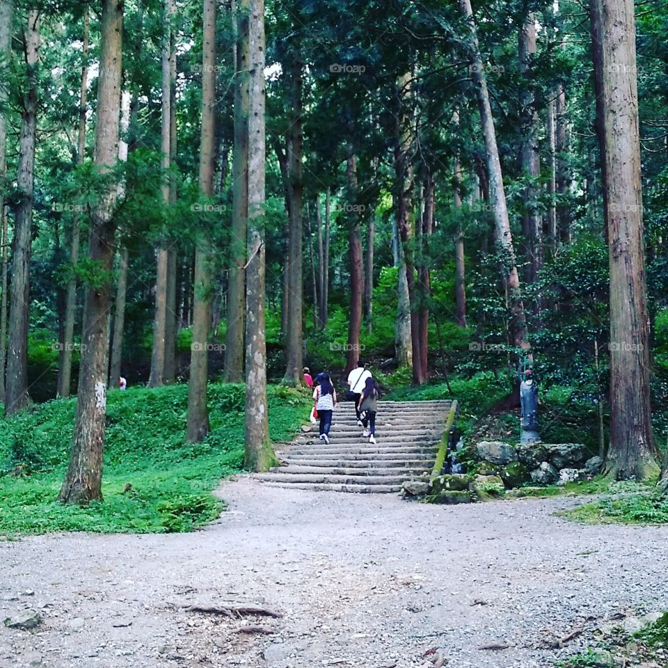 Floresta no Japão!