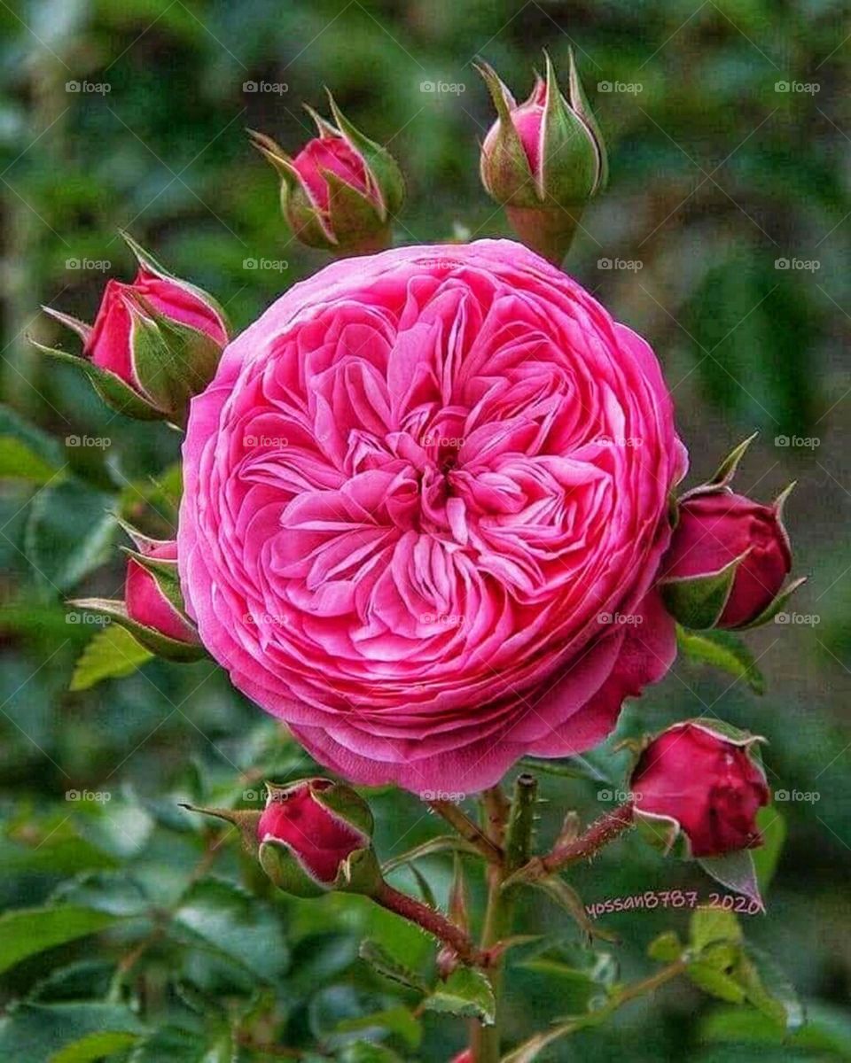 Beautiful nature roses