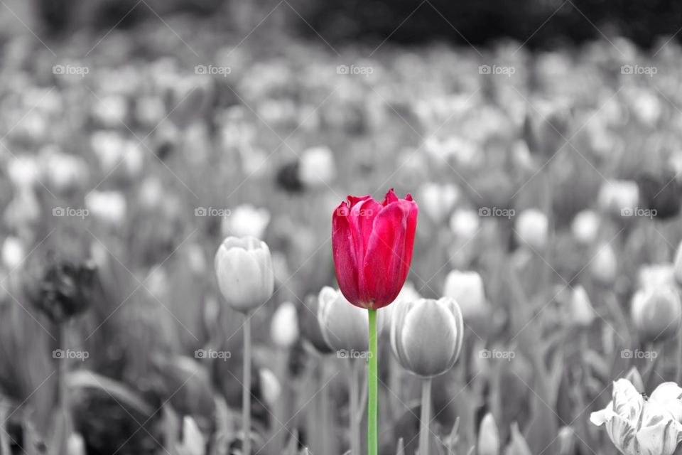 Red Tulip on Black and White