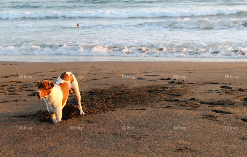 A brown-white  dog is playing and digging a hole in the sand on a sandy beach