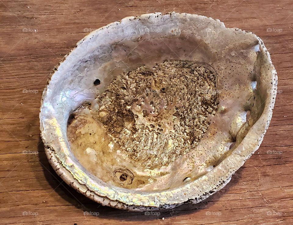 Abalone Shell on Wood Plank