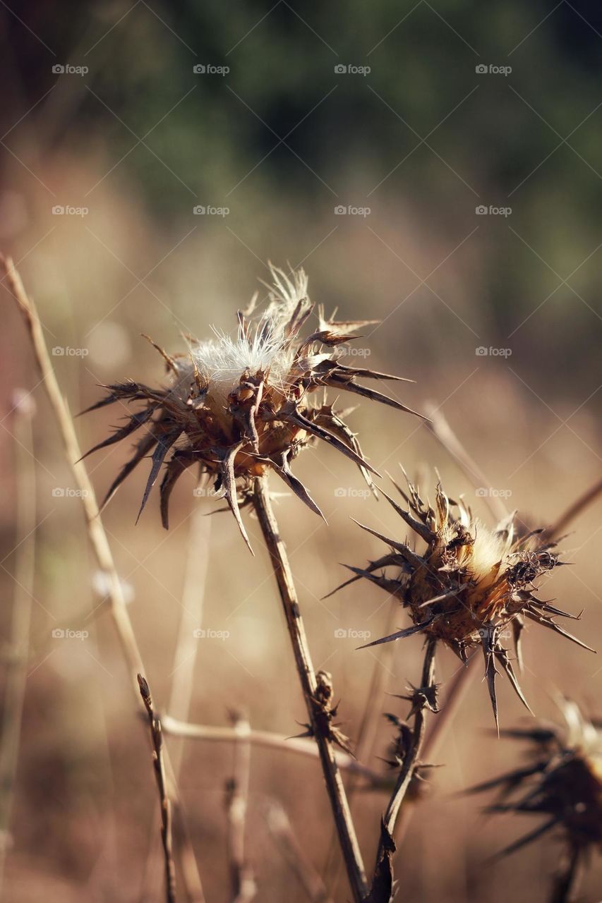 Dry thistle 