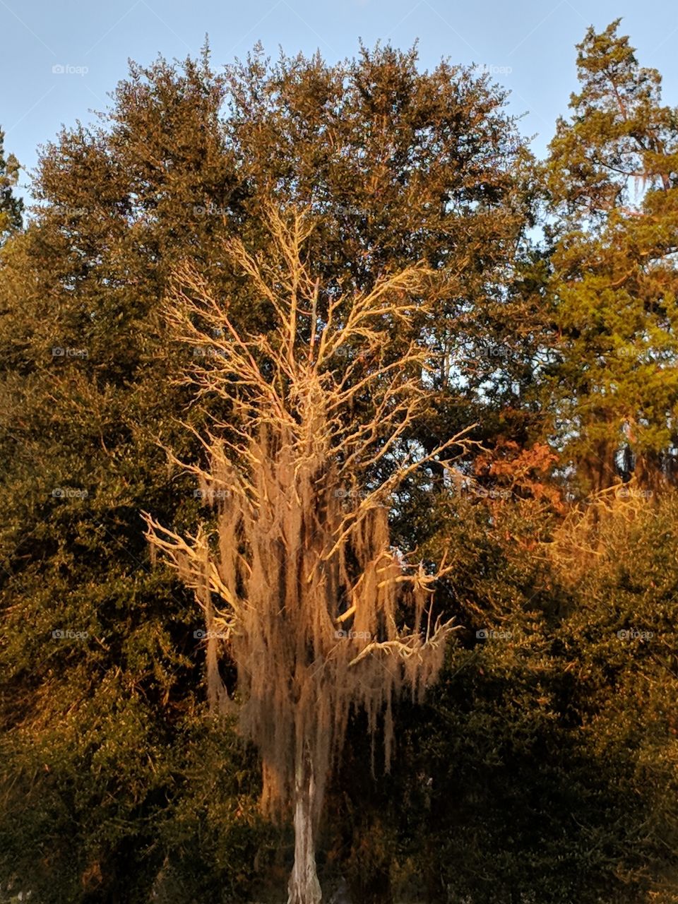 mossy tree