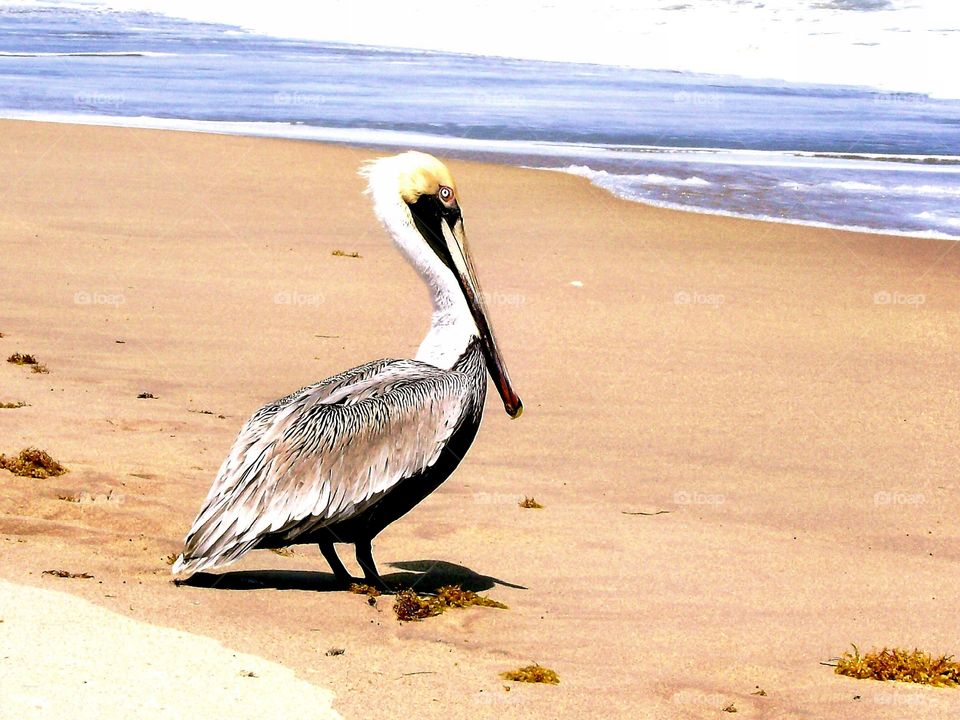 Hanging out on the beach 