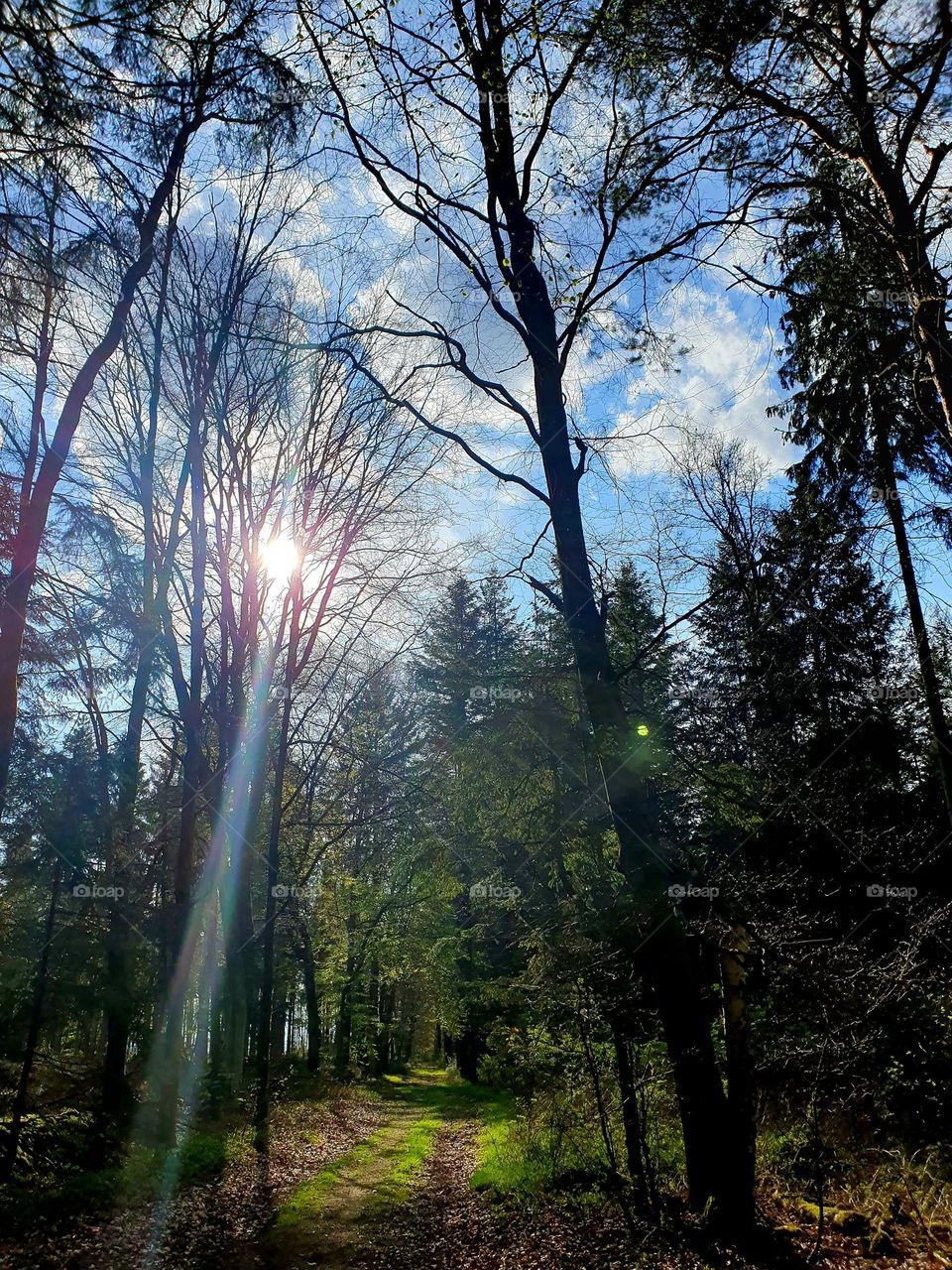 Forest - play of light trough the trees and leaves on a summer day