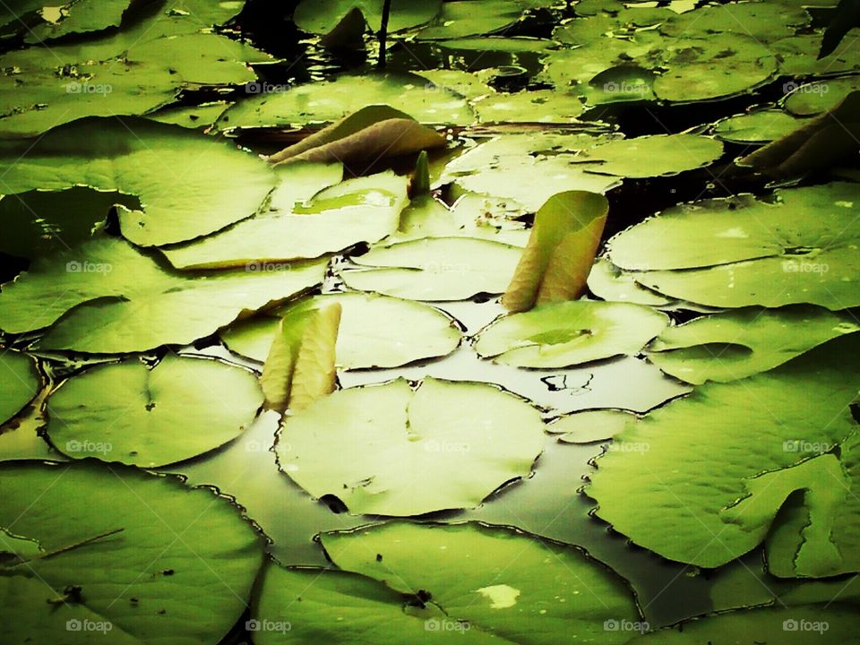 the lotus pond