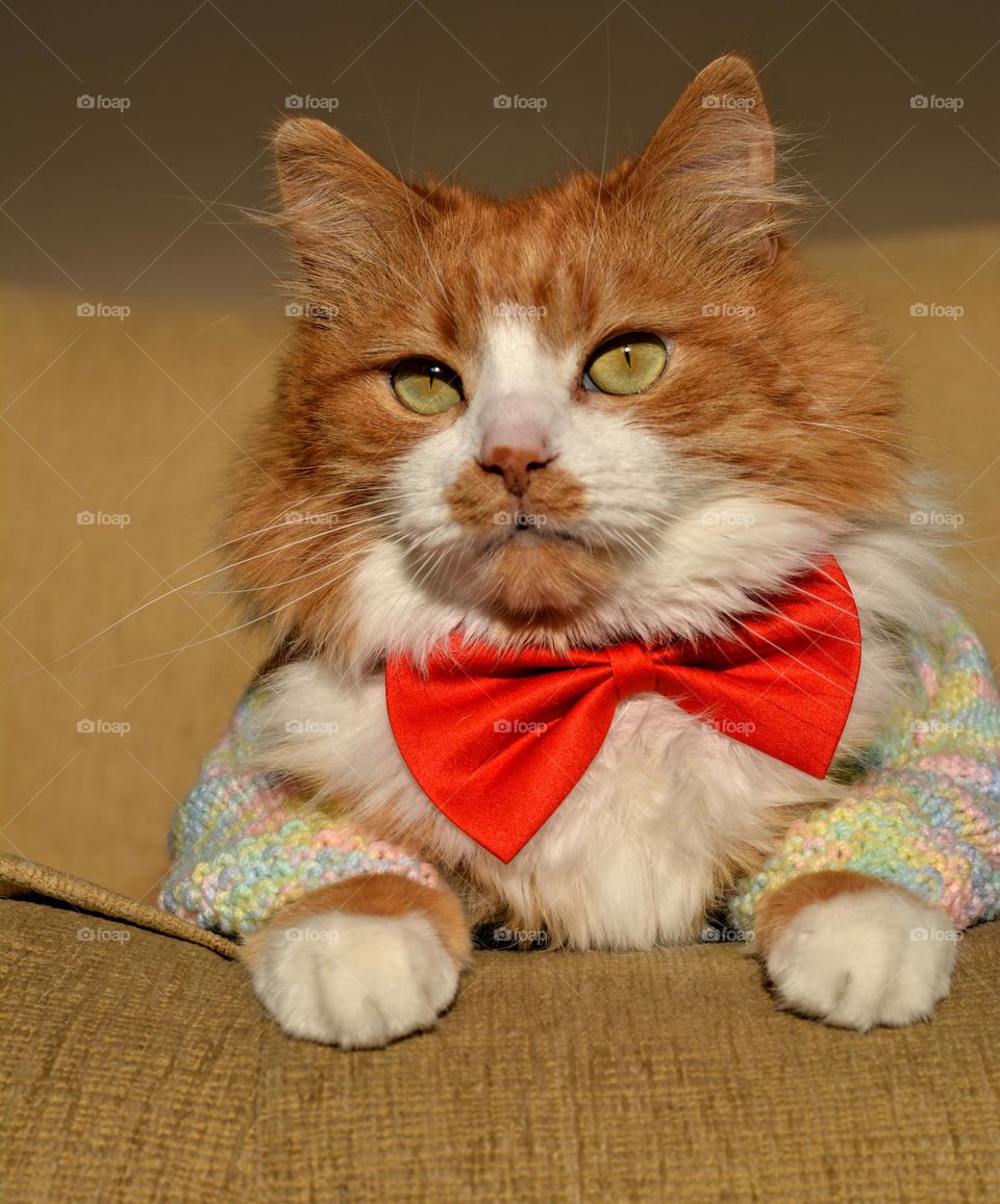 cat in red bow tie beautiful funny portrait