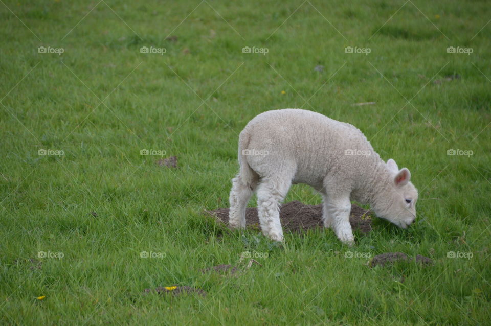 Young Lamb Eating Grass