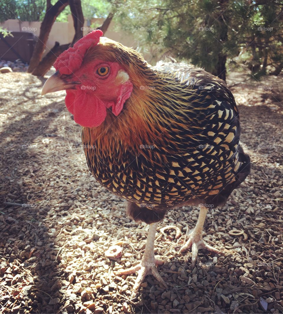 Pet golden laced Wyandotte hen in the backyard 