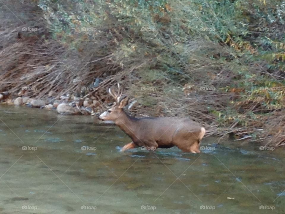 The Crossing. Photo shot of a buck crossing a river