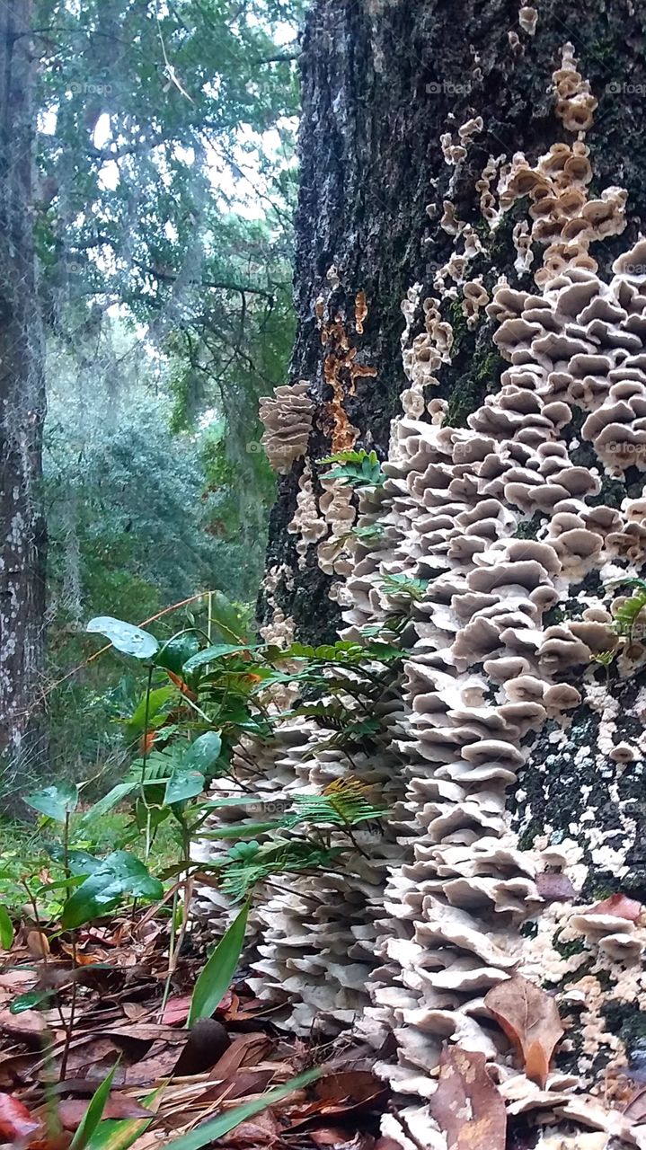 tree fungus foliage