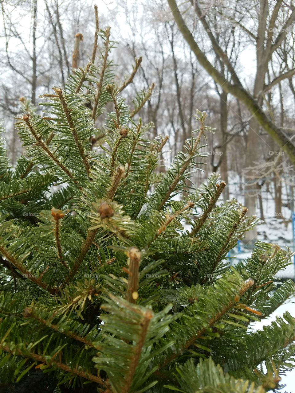 Christmas tree outside