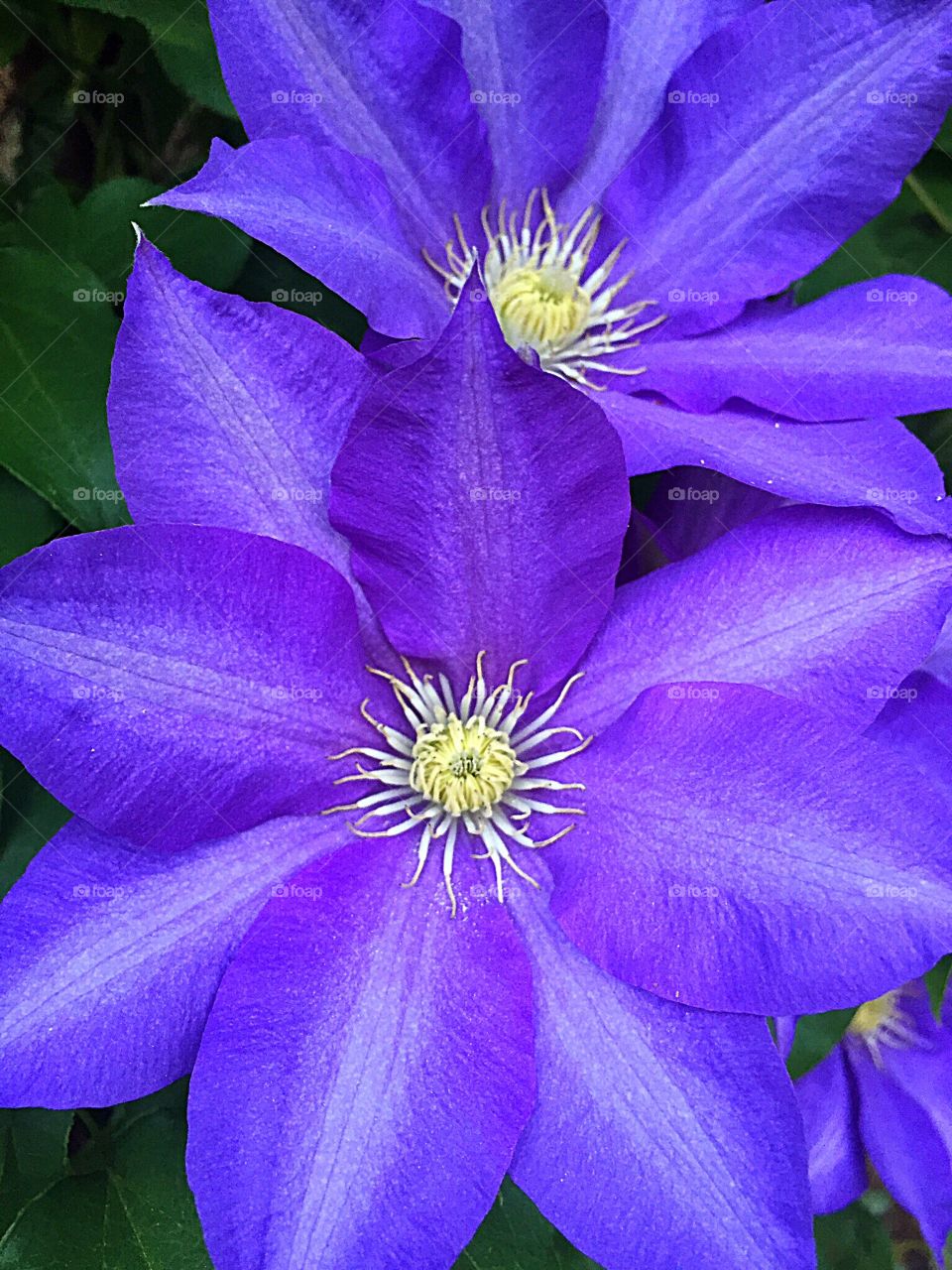 Flowers in the garden