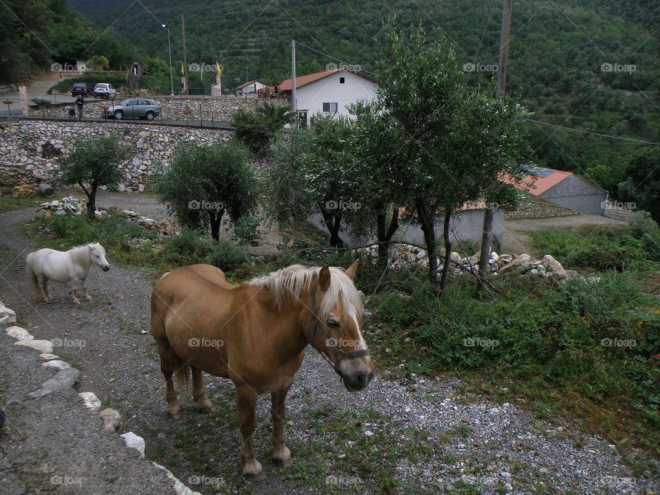 Majestic horses