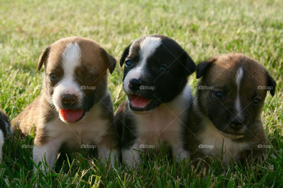 Puppy Trio. Puppies almost one month old. 