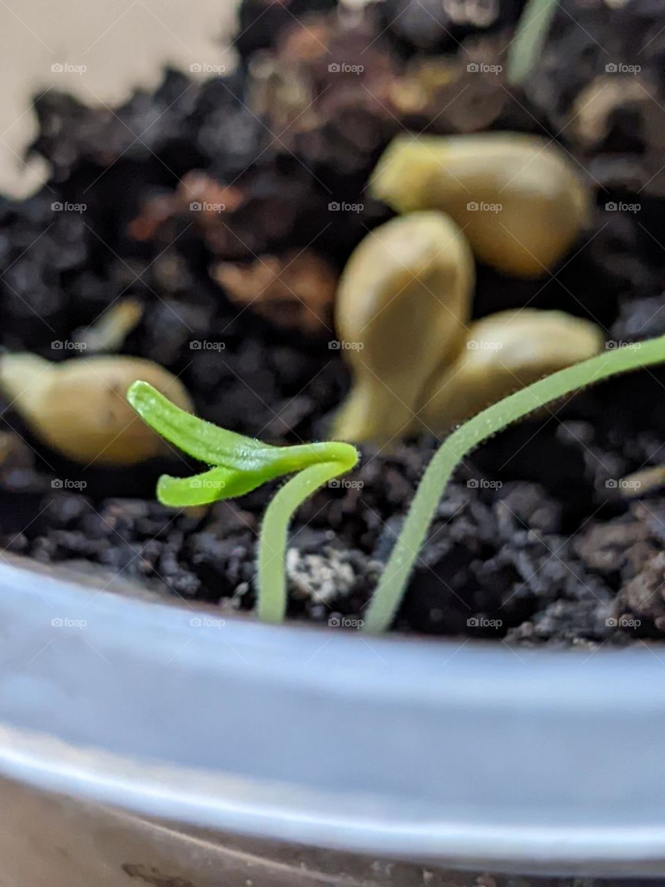 chili seeds🌶️😁