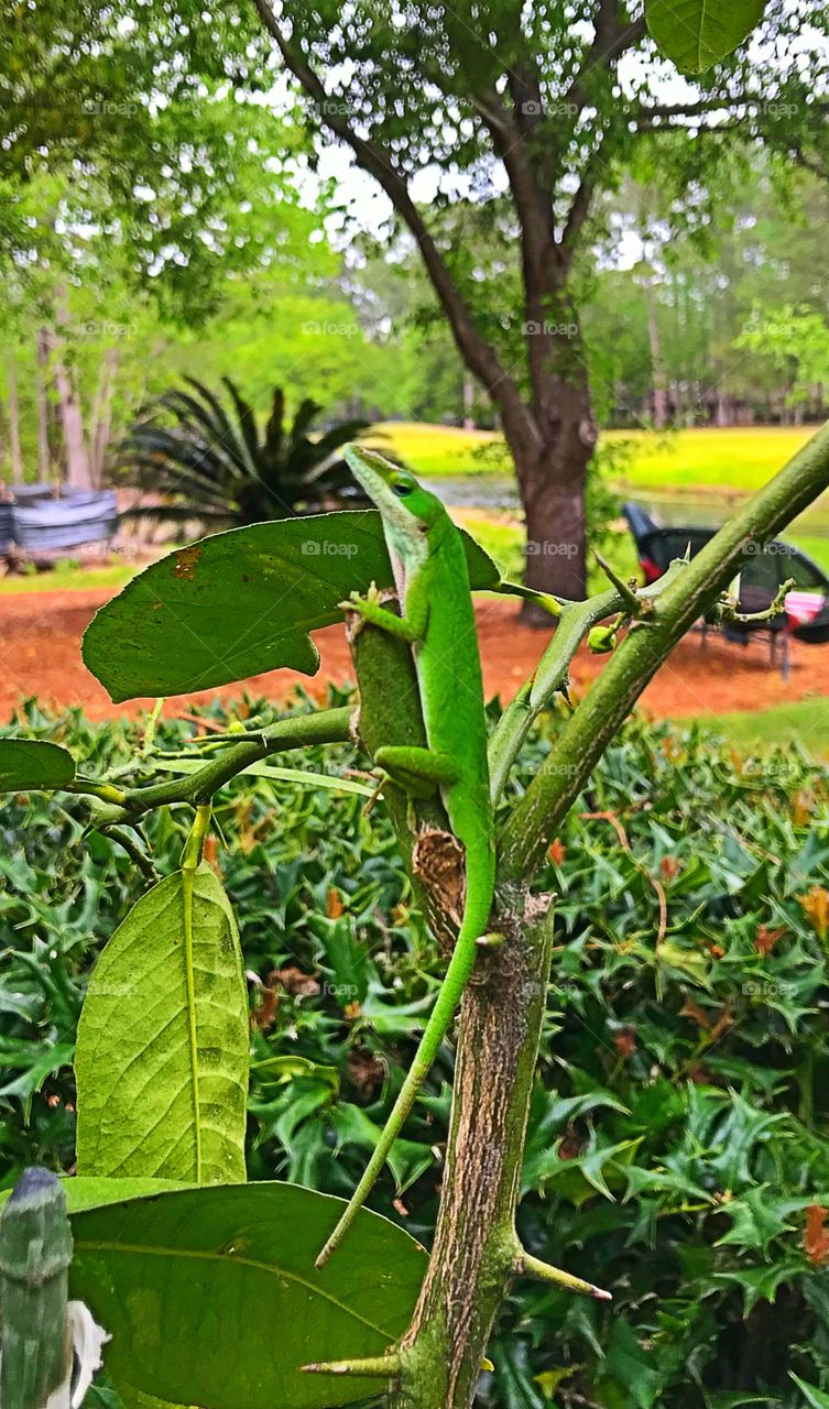 Anole on a lemon tree 