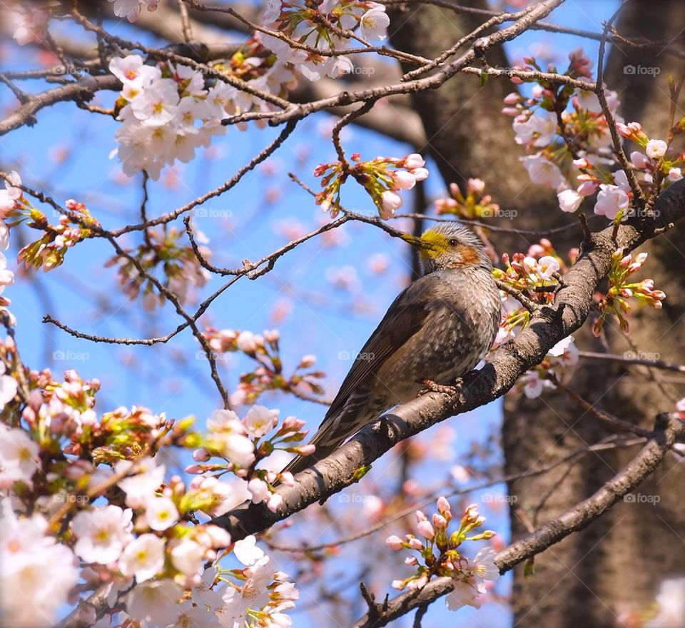 Brown eared bulbul and cherry blossoms