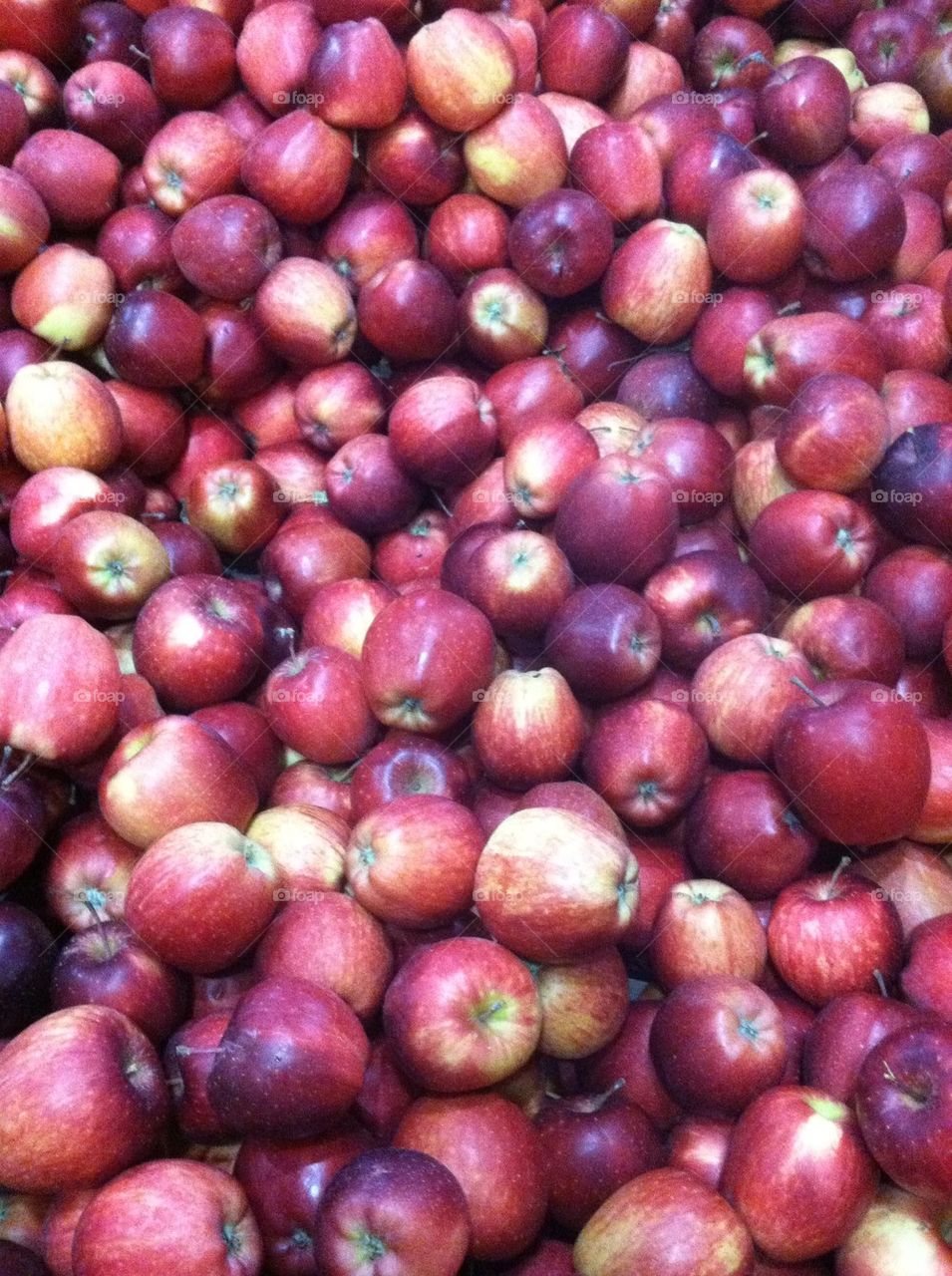 Apple Harvest