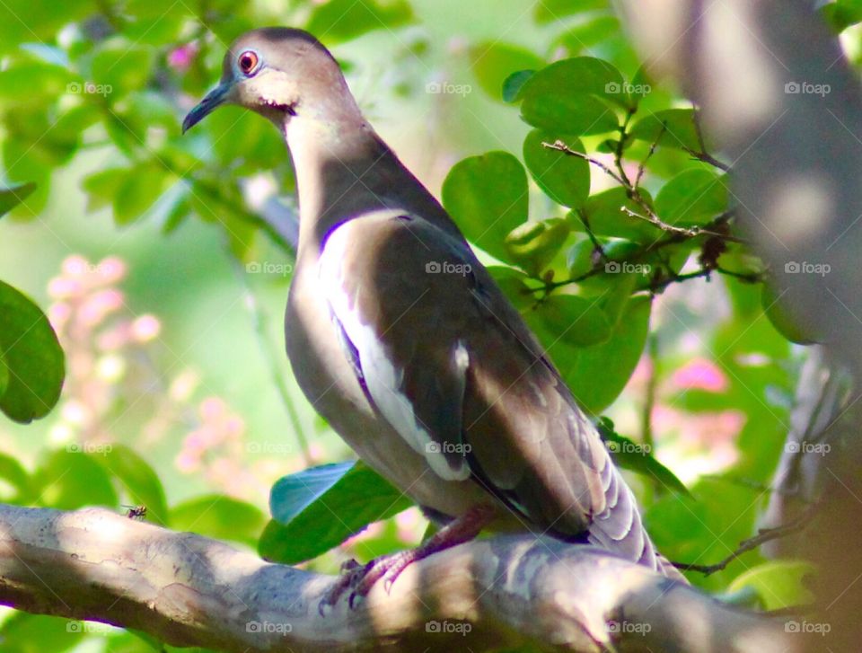 Bird on a tree limb with muted foliage and flowers in the background!