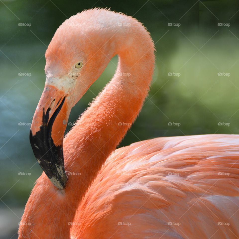 Flamingo 