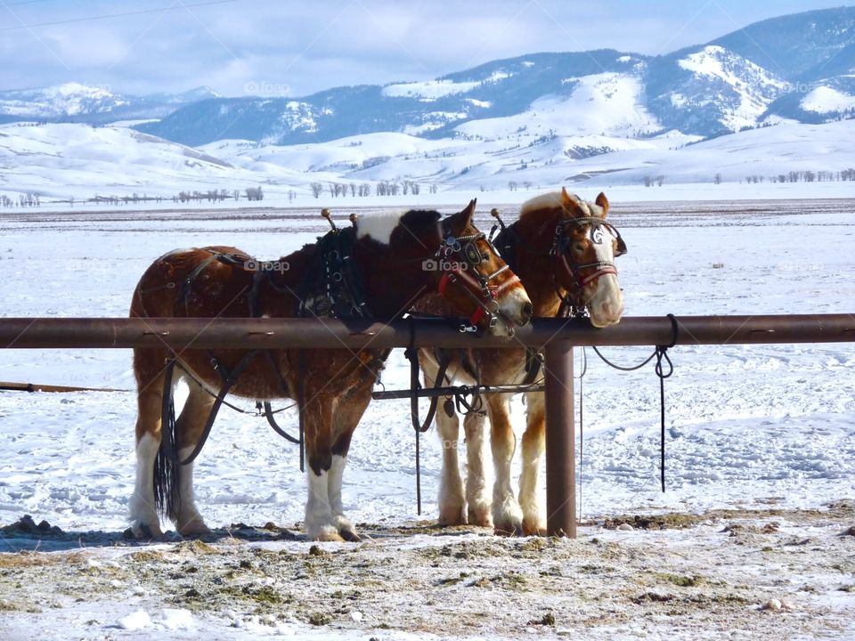 Waiting for the Hitch Up