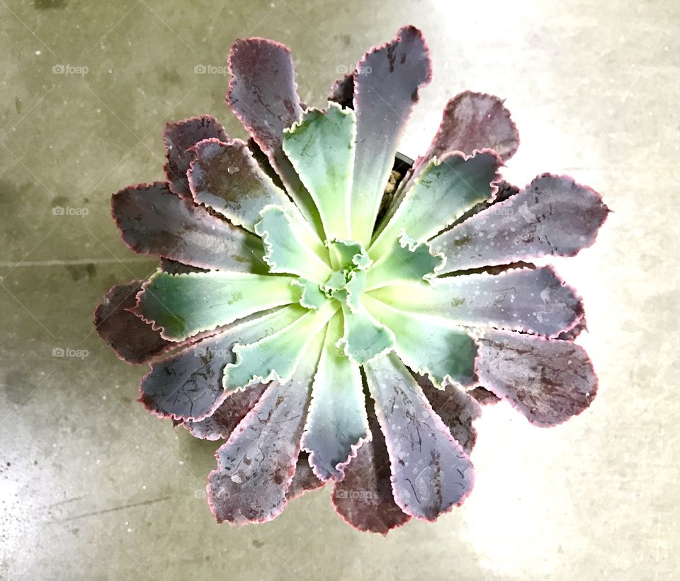 Purple & Green Plant