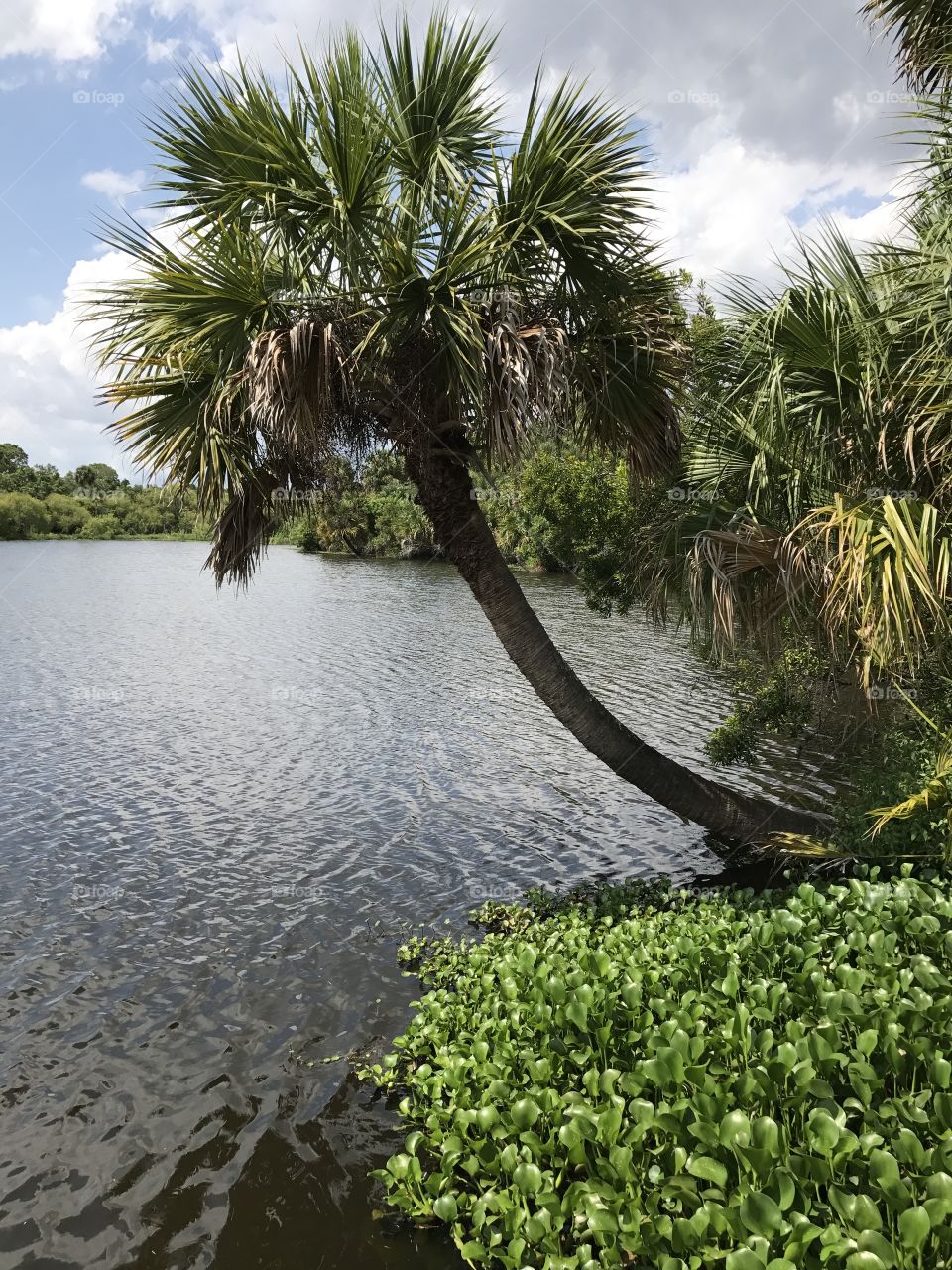 Unspoiled river in Florida 