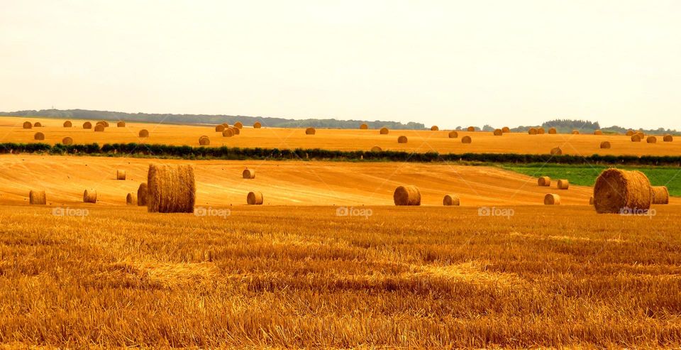 golden landscape