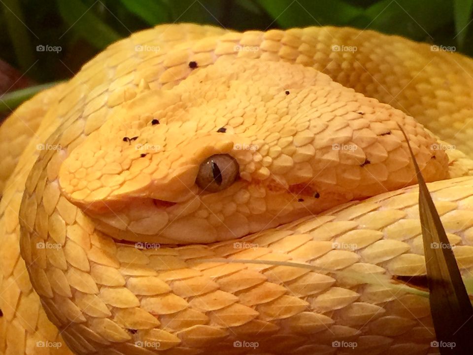 The Eyelash Viper