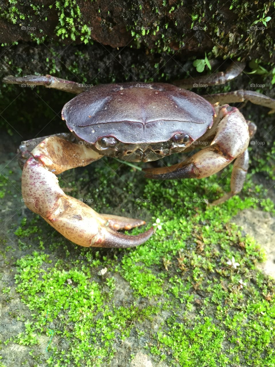 Crab