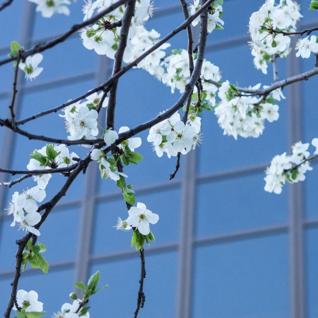 City blossoms