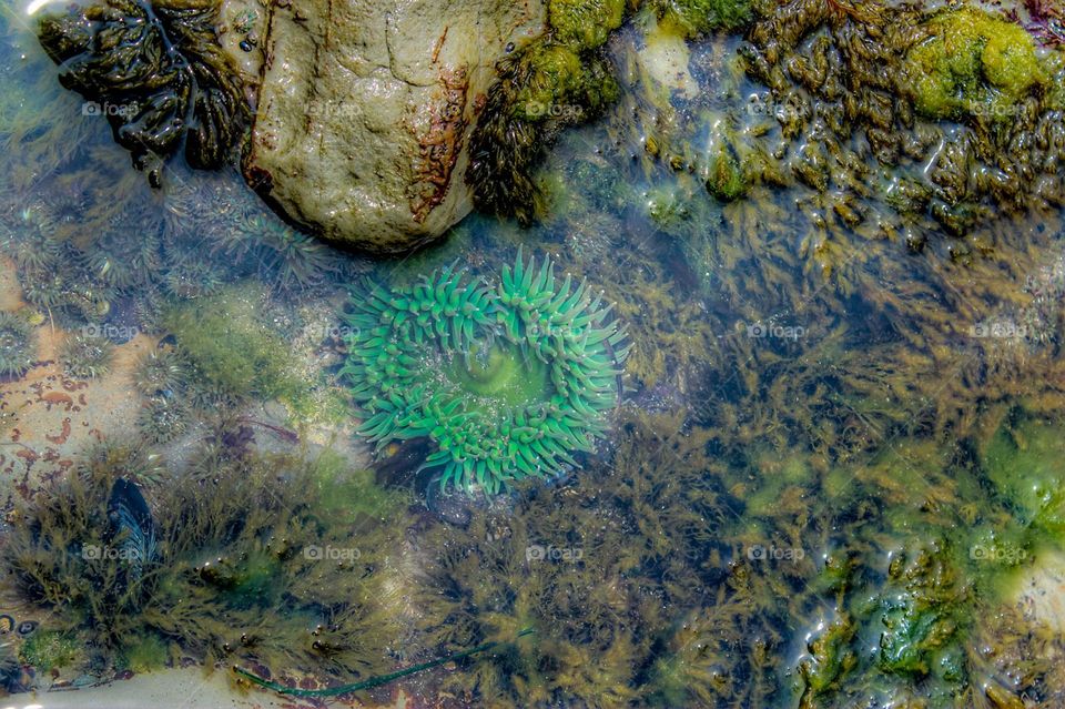 At low tide in Santa Cruz California at natural bridge state park showing sea life through the water, vibrant turquoise colored sea anemones 