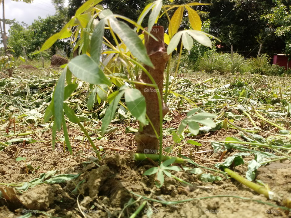 planta de yuca colombiana