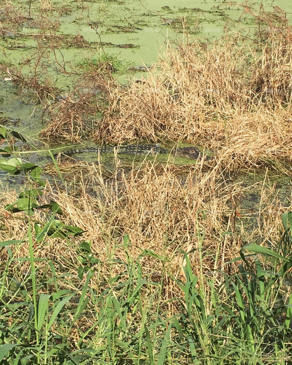 Gator in a lake