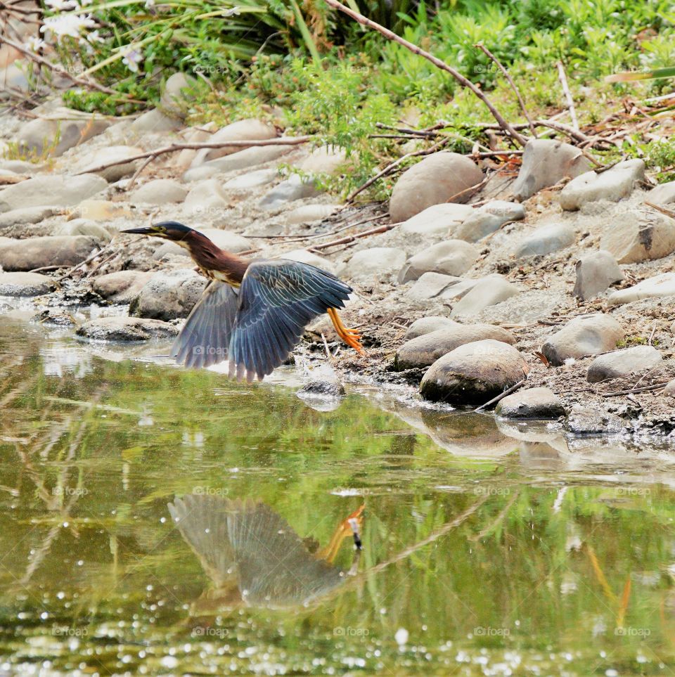 blue heron fishing in a duck pond