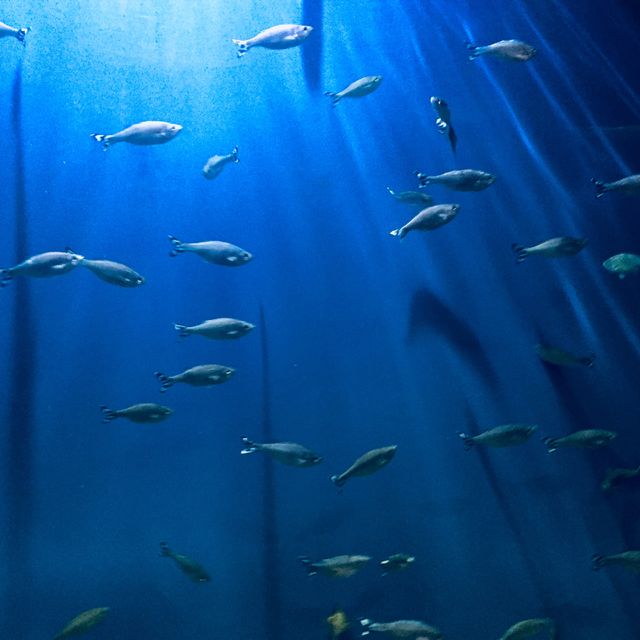 🐟🐟🐟