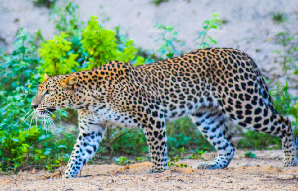 Lanka Leopard