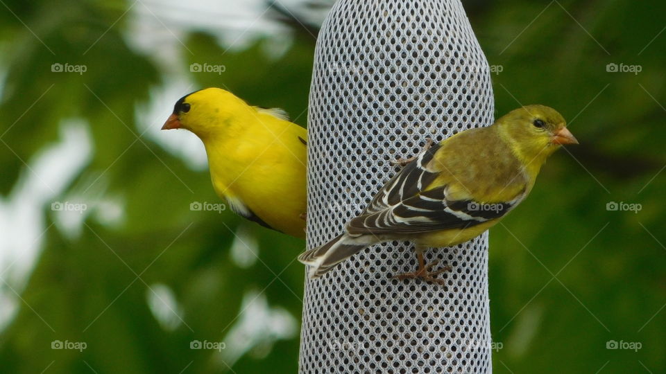 Back yards birds