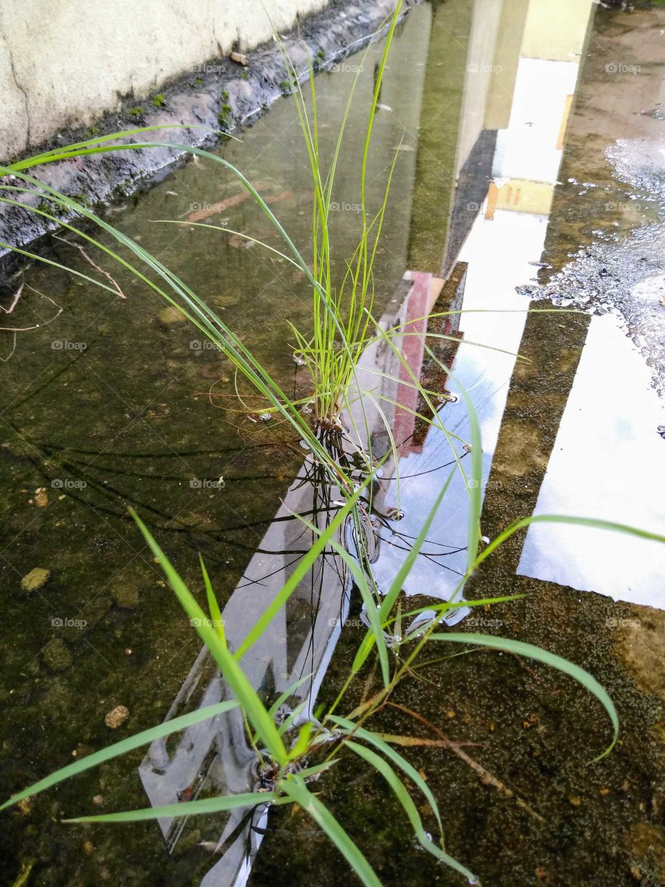 Grass growing in the water