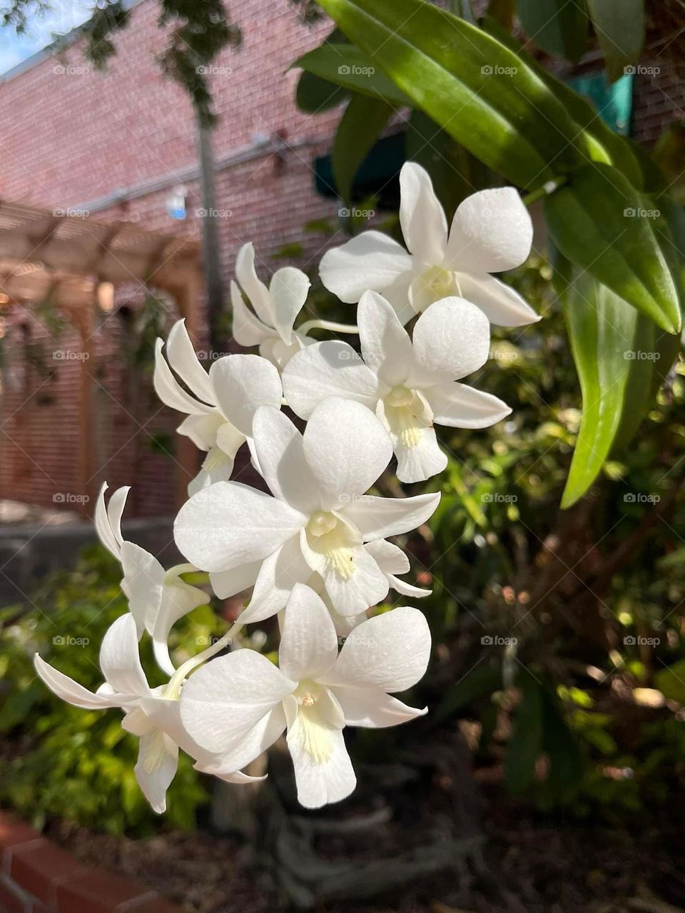 White orchids growing in a tropical garden