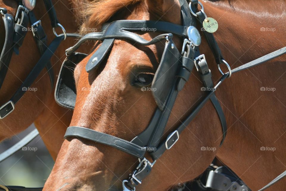 Working Horses -- Trolley Pullers