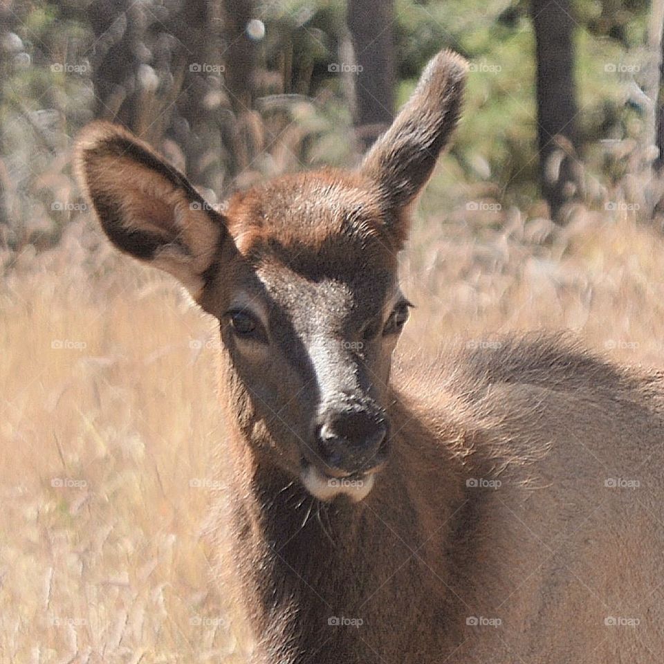 Young elk
