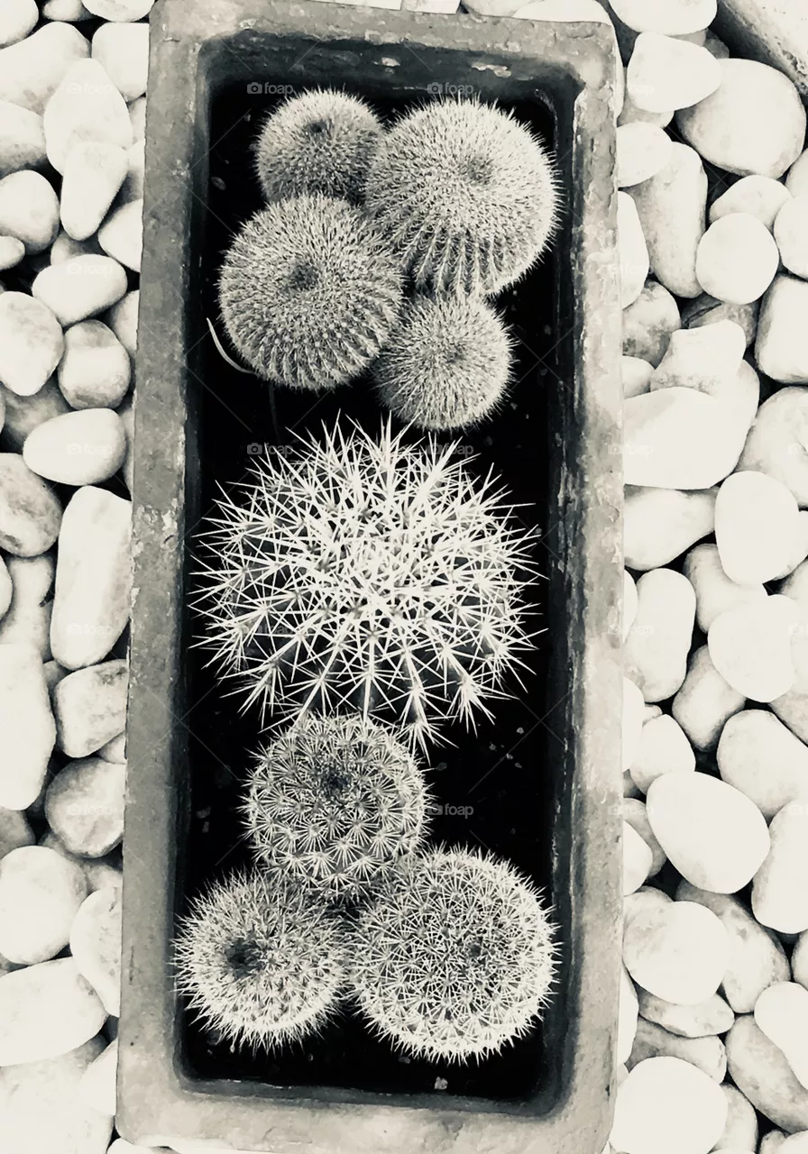 Cactus 