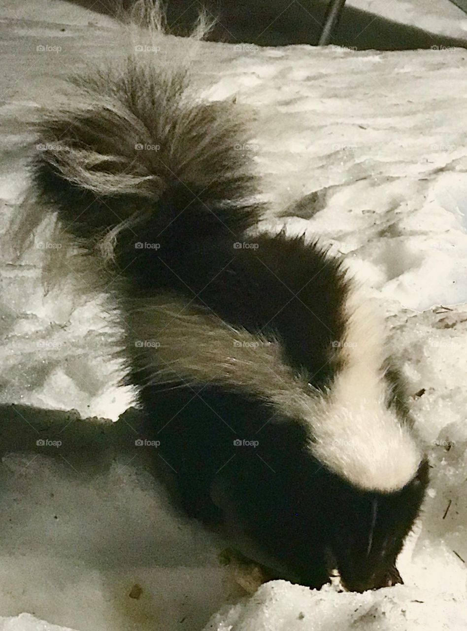 Striped skunk foraging for food