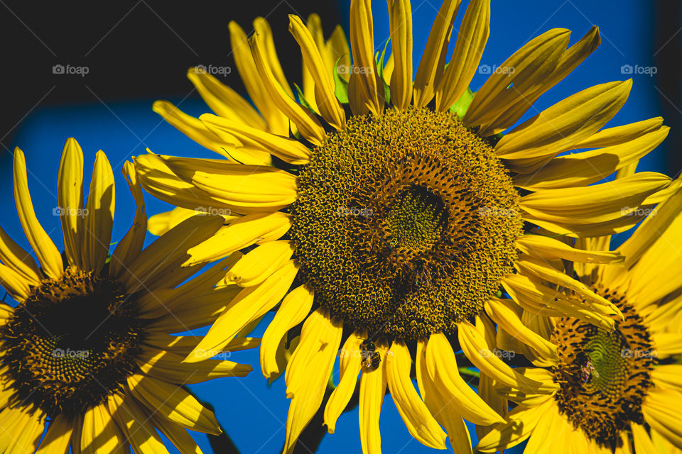 Girassol/Sunflower.