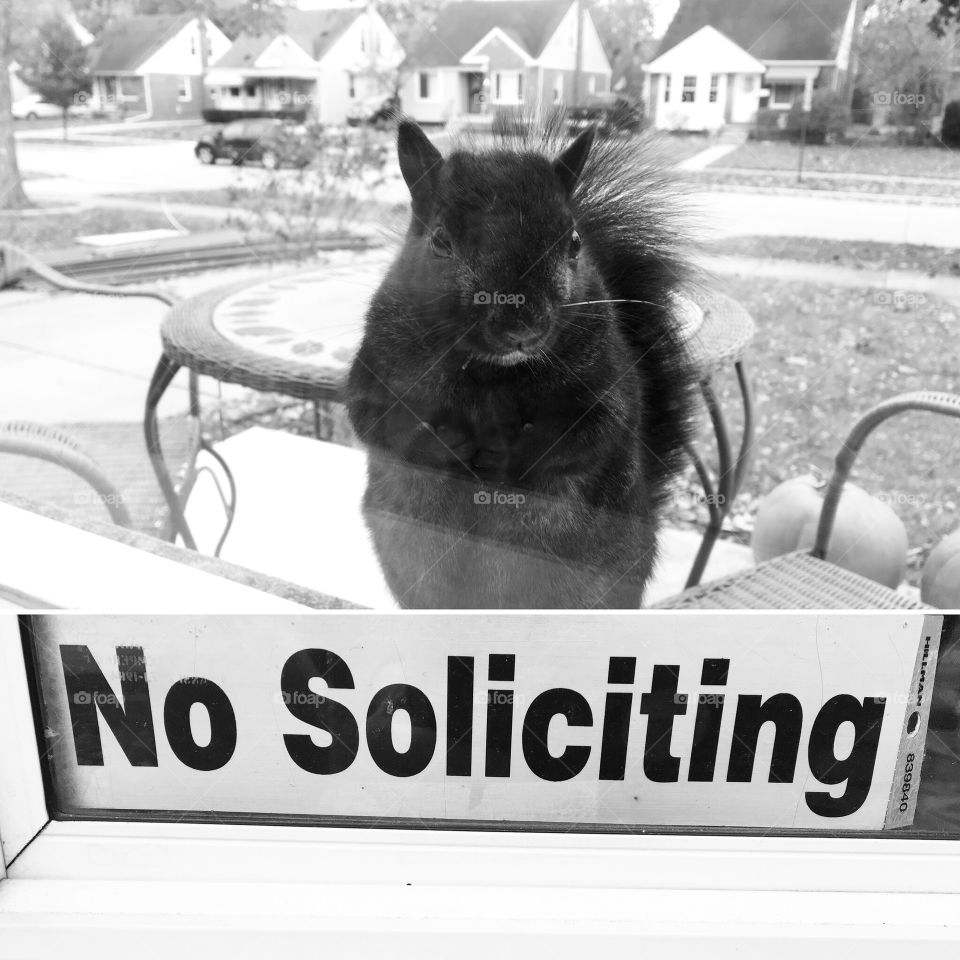 No soliciting squirrels